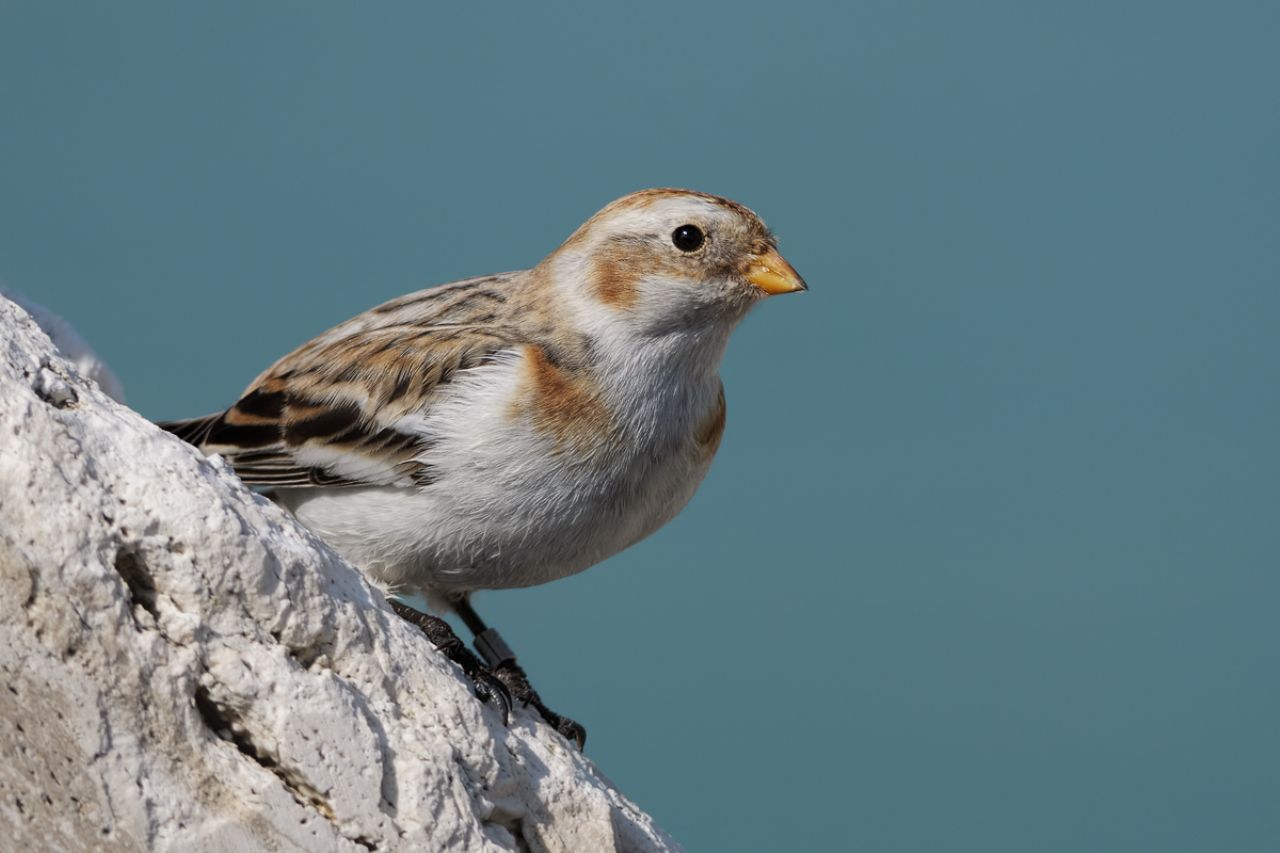 Zigolo delle Nevi (Plectrophenax nivalis)